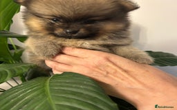 Pomeranian dogs for sale: Kc reg. Show quality 3 Pomeranian girls - Image 16