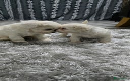 Mixed Breed dogs for sale: Bichon frise - Image 1