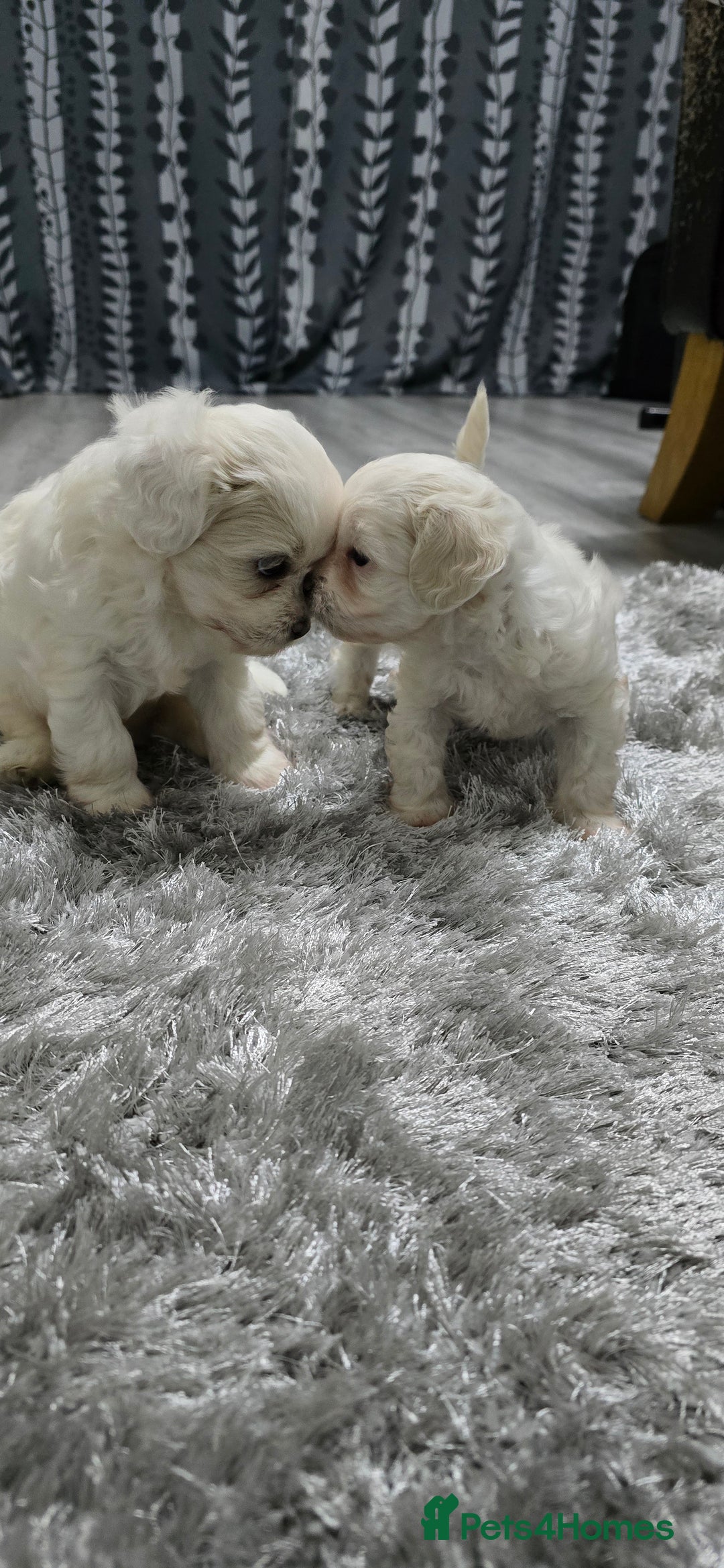 Mixed Breed dogs for sale: Bichon frise - Image 1