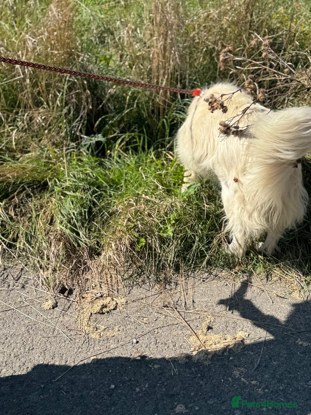 Mixed Breed dogs for adoption: Meet HANNAHH - a Lovely Girl for a Loving Home - Advert 11