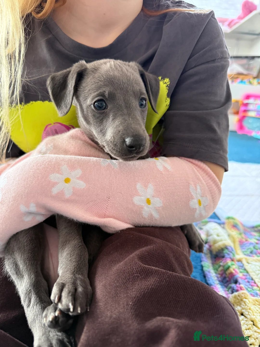 Whippet dogs for sale: *** last girl of the litter ***  - Advert 2