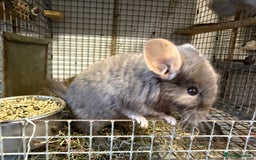 Chinchilla rodents for sale: Males and female chinchillas.  - Advert 10