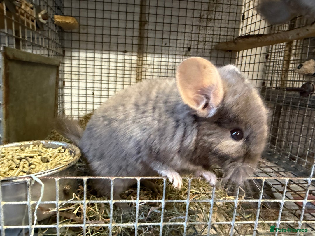 Chinchilla rodents for sale: Males and female chinchillas.  - Advert 10