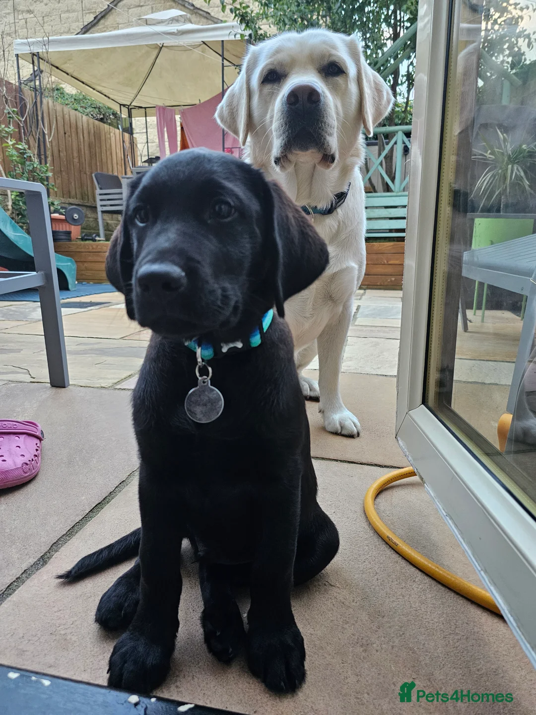 Labrador Retriever dogs for stud: Stunning Labrador, Champion Lines, Discounted Fee in Huddersfield - Advert 24