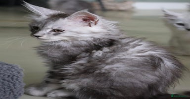 Maine Coon cats - Advert 9