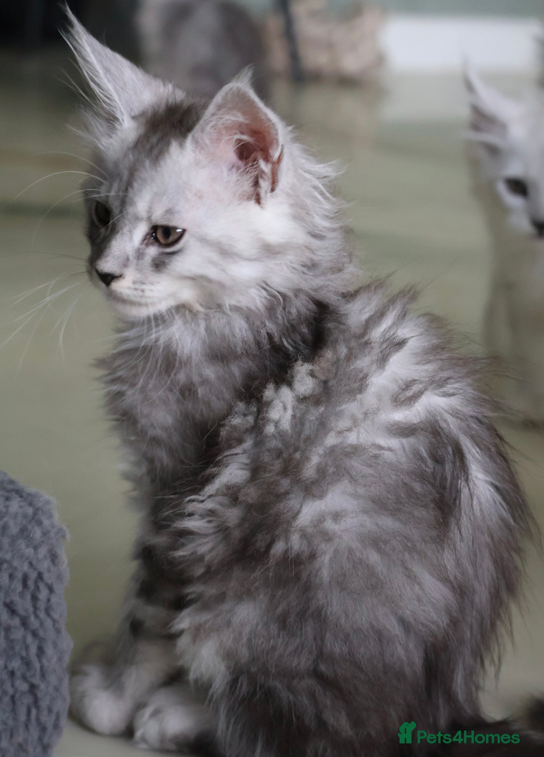 Maine Coon cats for sale: Beautiful Rare Shaded Lines - Image 3