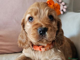 Cocker Spaniel dogs Stunning! Golden Kc Show Type Cocker Spaniels. - Advert 11