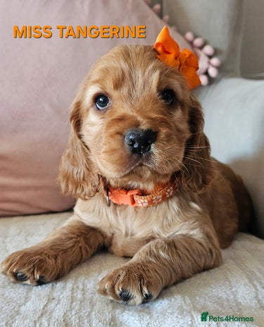 Cocker Spaniel dogs Stunning! Golden Kc Show Type Cocker Spaniels. - Advert 14