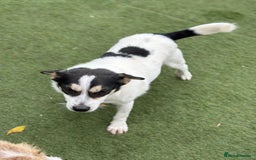 Mixed Breed dogs for adoption: Gorgeous Dylan needs a home! - Image 18