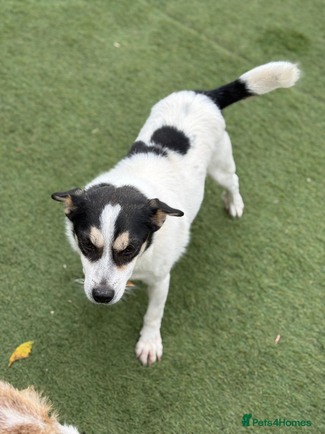 Mixed Breed dogs for adoption: Gorgeous Dylan needs a home! - Image 18