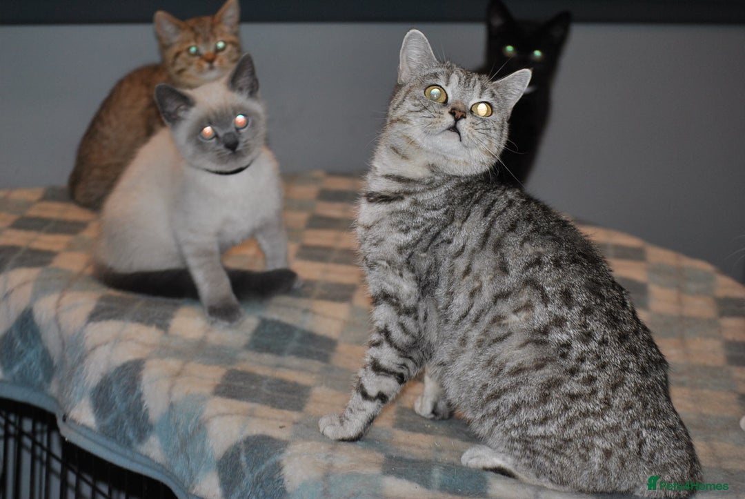 British Shorthair cats for sale: 4 Beautiful British Shorthair kittens - Advert 1