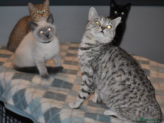 British Shorthair cats 4 Beautiful British Shorthair kittens - Advert 2