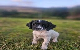 English Springer Spaniel dogs for sale: *Only 3 remaining* Springer spaniel puppies KC Reg - Image 3