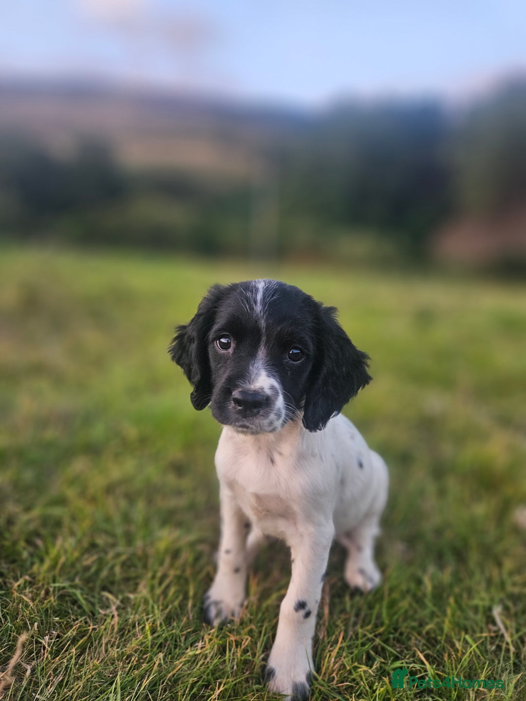 English Springer Spaniel dogs for sale: *Only 3 remaining* Springer spaniel puppies KC Reg - Image 3