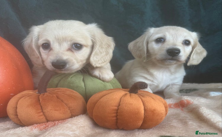 Dachshund dogs - Advert 1