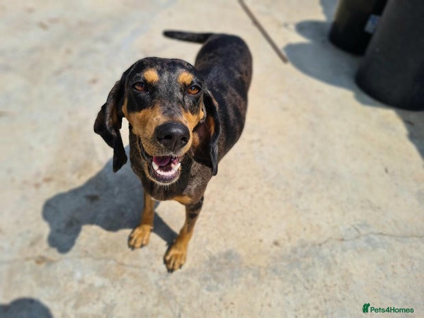 Mixed Breed dogs Gypsy a hidden gem is looking for her forever home - Advert 5