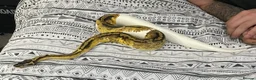 Python Snake reptiles for sale: CB21 Firefly Pied Male Ball Python With Enclosure - Advert 1