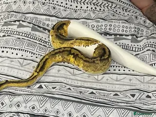 Python Snake reptiles CB21 Firefly Pied Male Ball Python With Enclosure - Advert 2