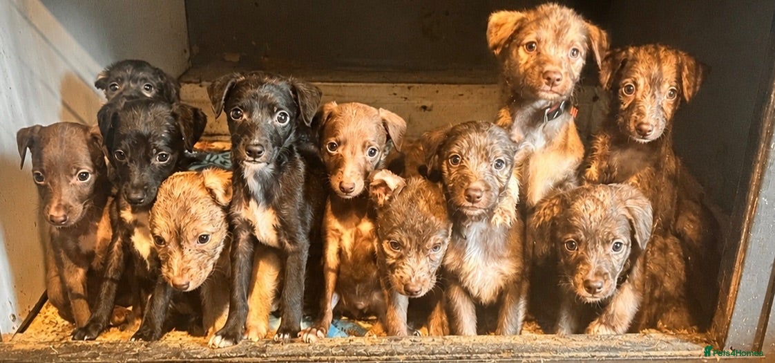 Mixed Breed dogs 11 beautiful bedlington whippet puppies - Advert 12