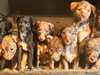 Mixed Breed dogs 11 beautiful bedlington whippet puppies - Advert 6