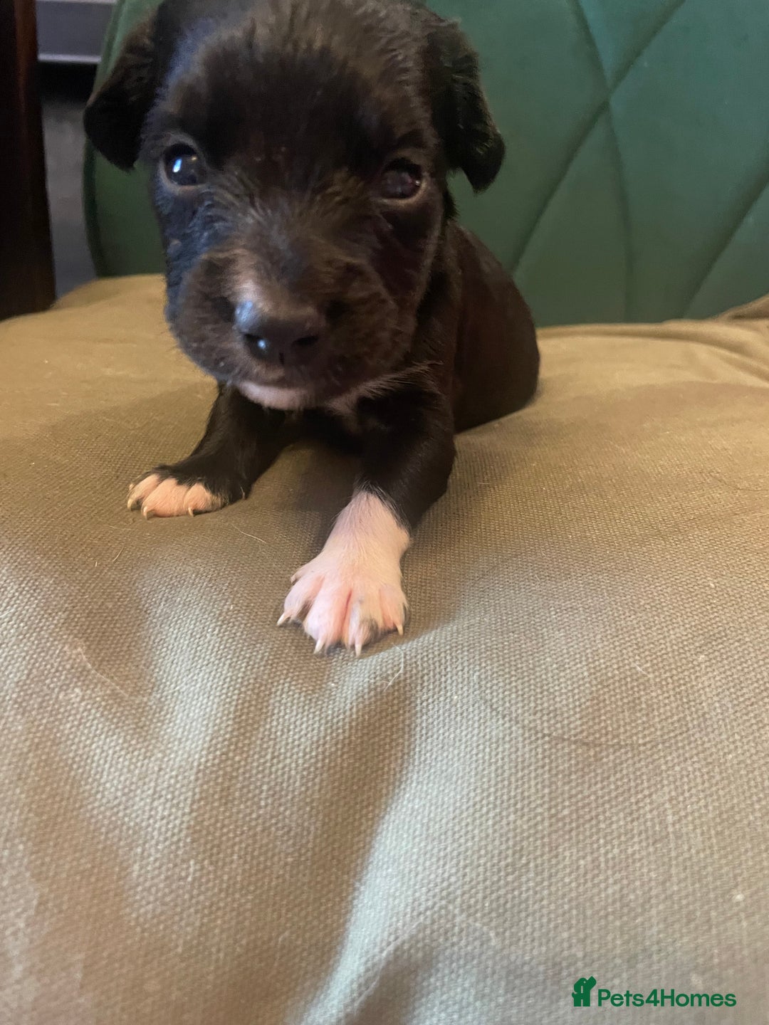 Mixed Breed dogs for sale: Cocker Collie puppies  - Image 14