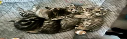 Mixed Breed cats for sale: 3 Bengal cross kittens for sale - Advert 4