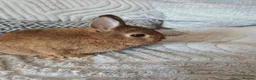 Netherland Dwarf rabbits for sale: Beautiful Netherland dwarfs babys  - Advert 6