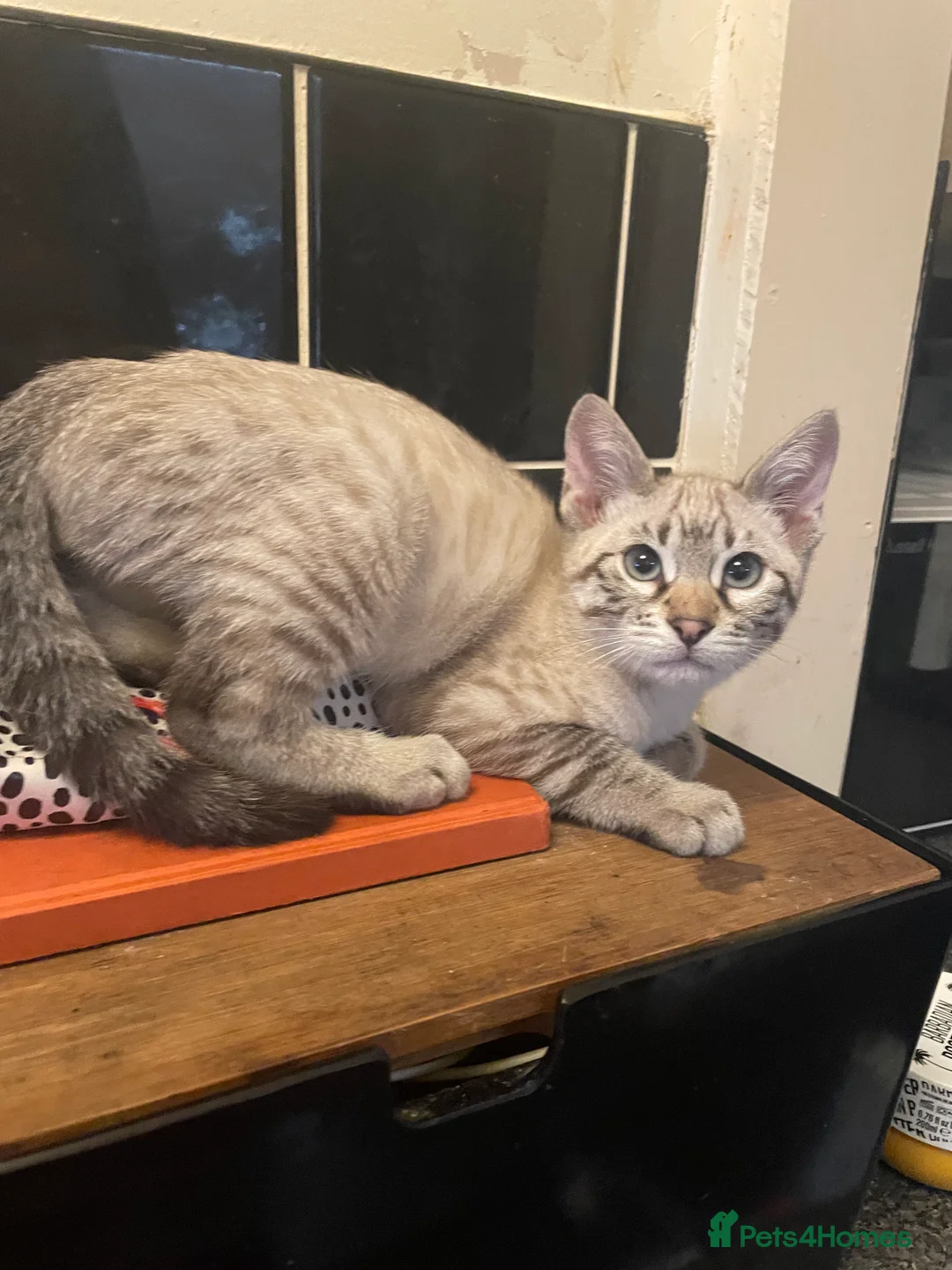 Bengal cats for sale: ❤️INTRODUCING 4 BEAUTIFUL FELINES KITTENS ❤️ - Advert 3