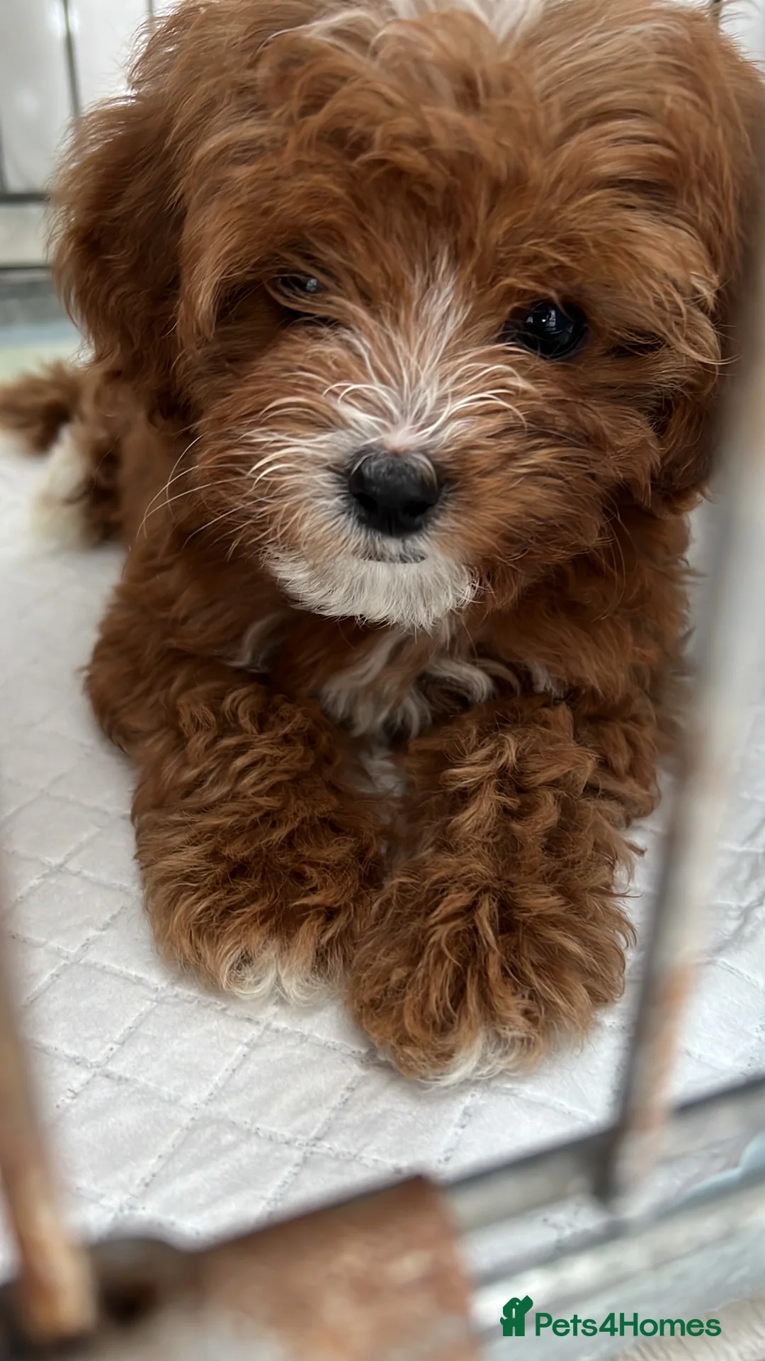 Cavapoo dogs for sale: Cavapoo Puppies - Advert 5