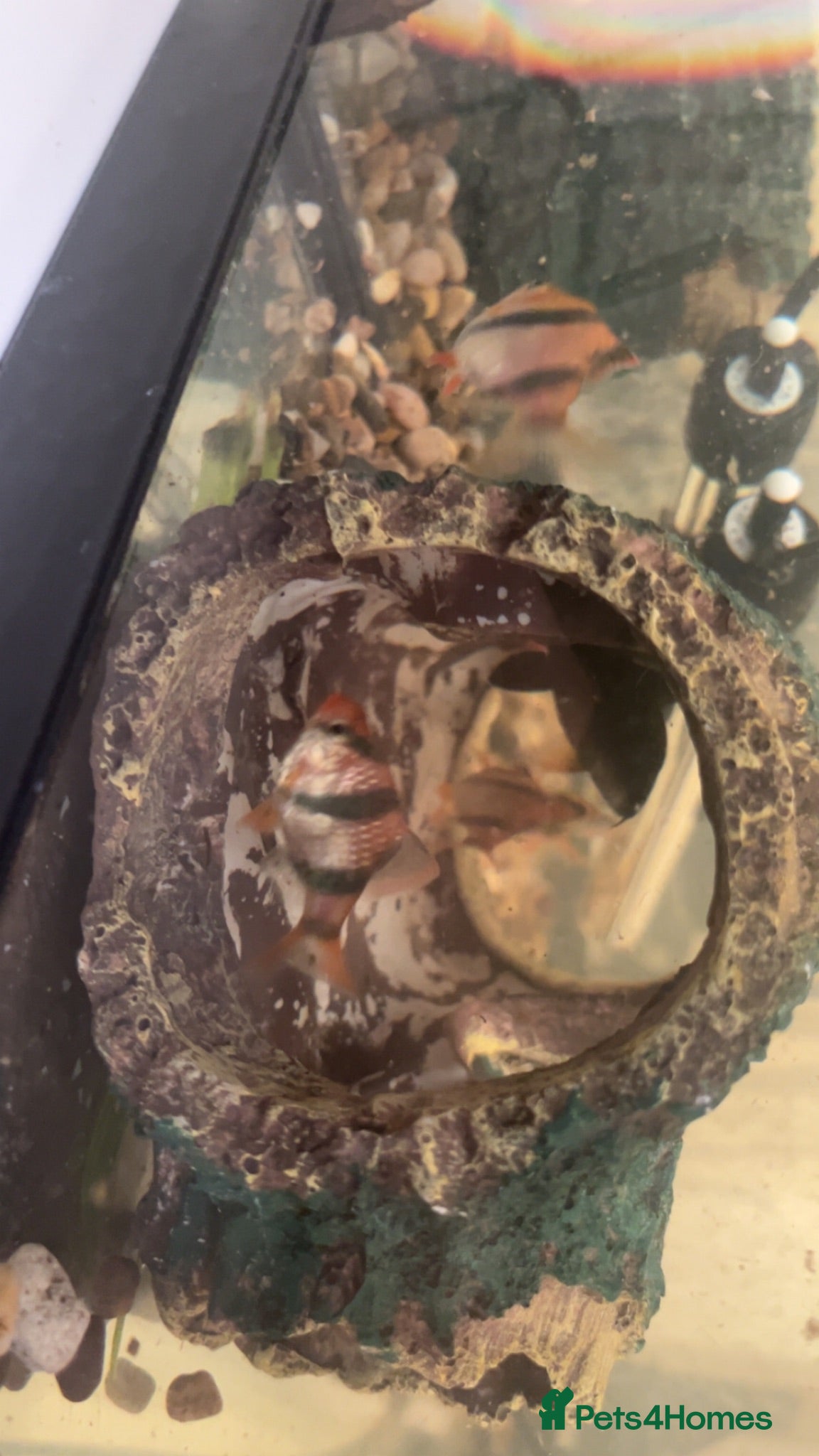 Barbs fish  fish for sale  - Advert 5