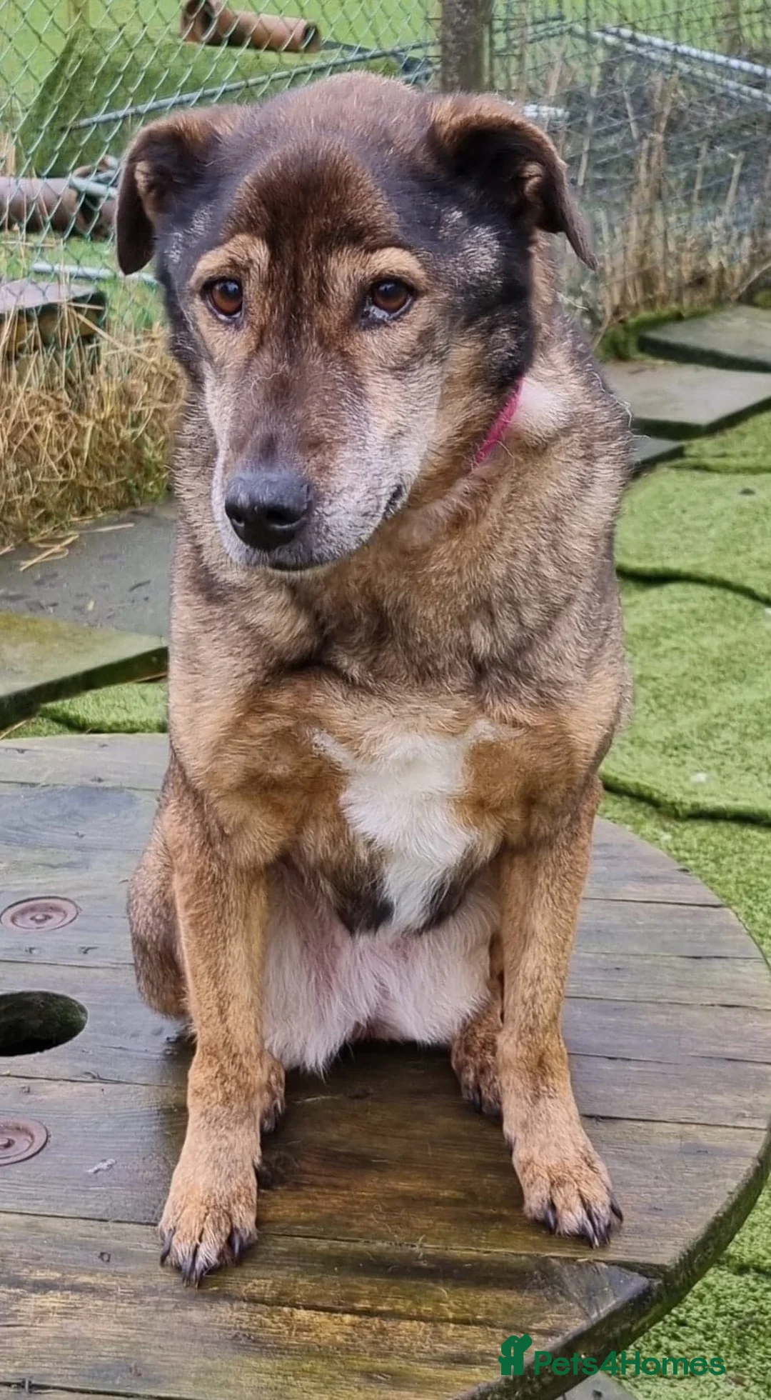 Mixed Breed dogs for adoption: Iza - looking for a family of her own in Ayr - Advert 4