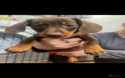 Dachshund dogs for sale: READY TO GO Dachshund Puppies dapple+chocolate - Image 35