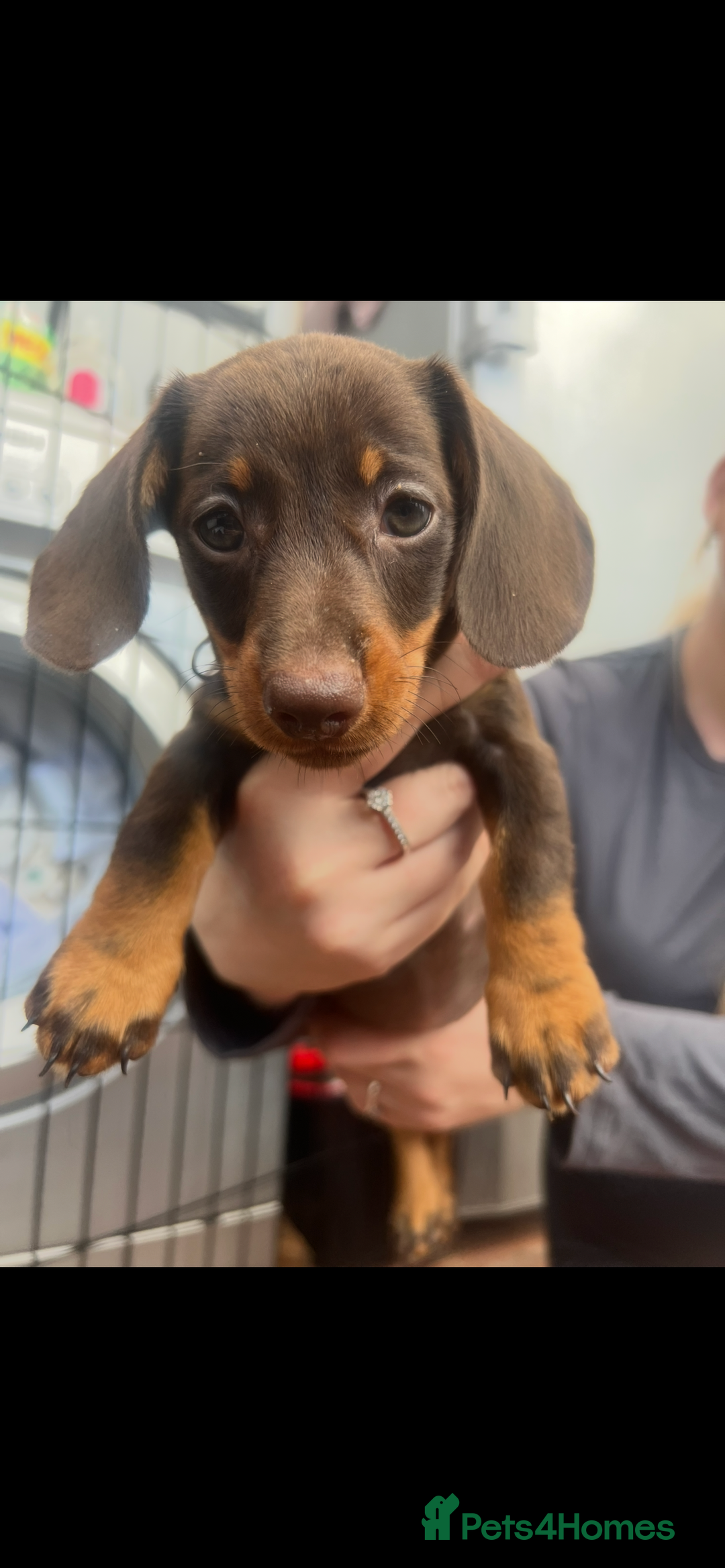 Dachshund dogs for sale: READY TO GO Dachshund Puppies dapple+chocolate - Image 35