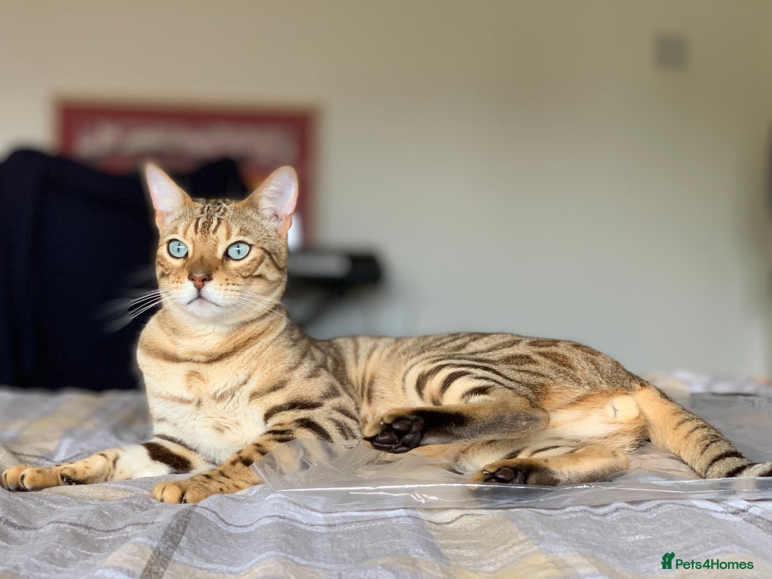 Bengal cats for sale: Beautiful Bengal Cat (male) - Advert 4