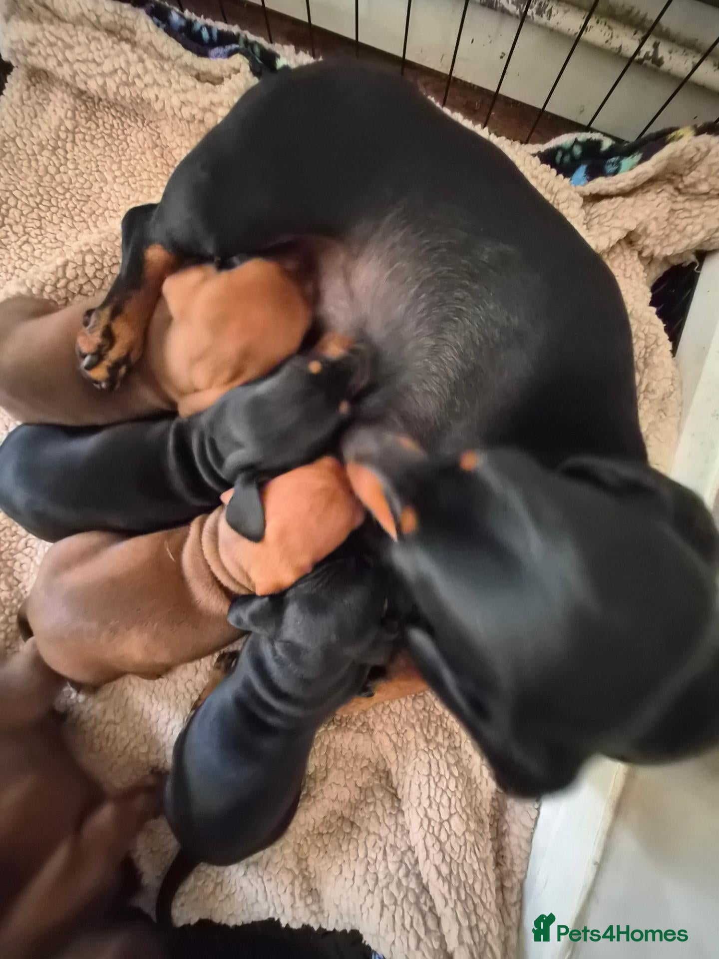 Dachshund dogs for sale: Standard smooth haired dachshunds - Advert 15