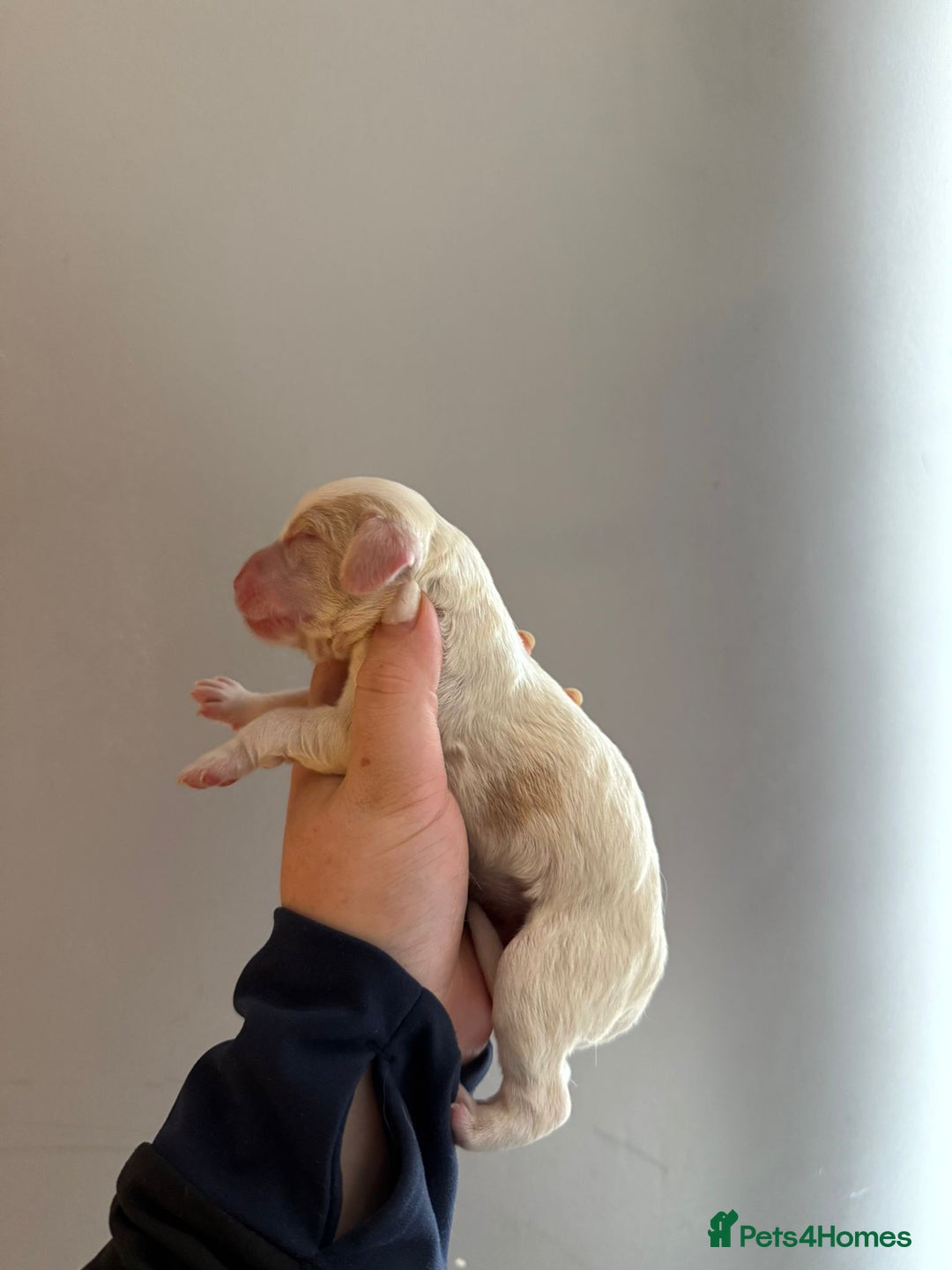 Cocker Spaniel dogs for sale: Litter of 6 - Image 9