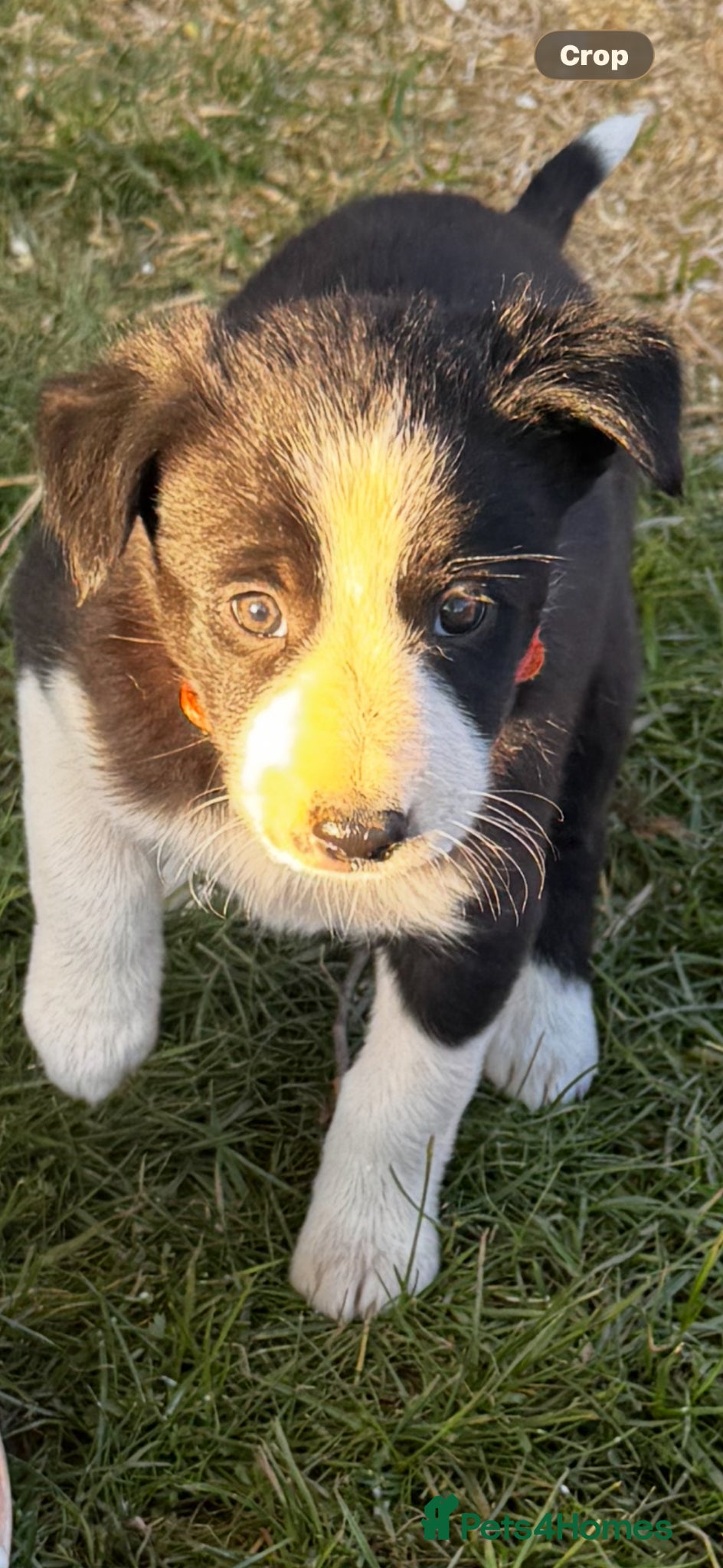 Border Collie dogs 3 adorable, gorgeous, lovable pups. 1 reserved   - Advert 3