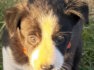 Border Collie dogs 3 adorable, gorgeous, lovable pups. 1 reserved - Advert 3