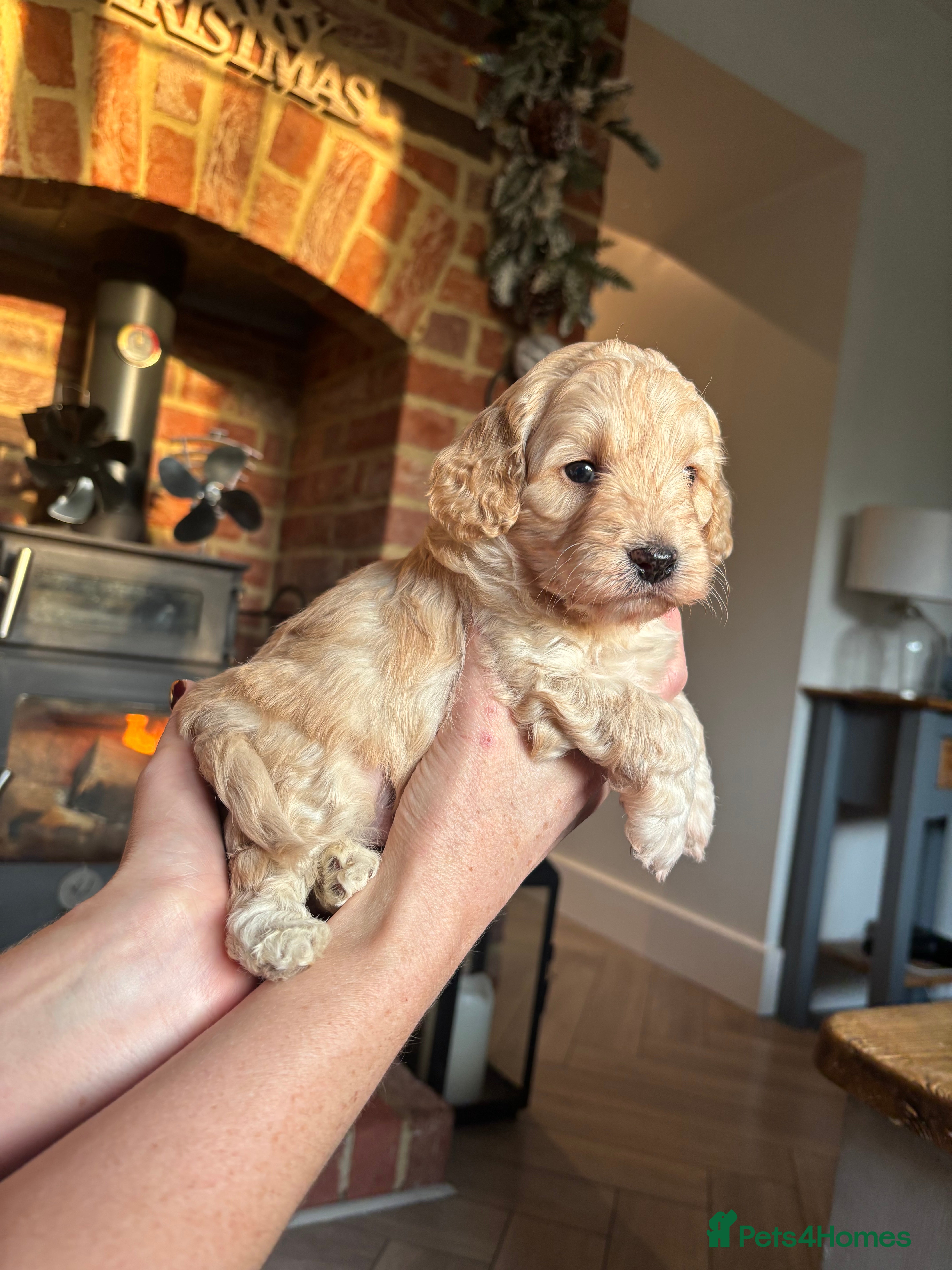 Cockapoo dogs F1b Toy Cockapoos Merle, Apricot, cream and Black  - Advert 6