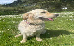 Golden Retriever dogs for sale: Expression of Interest - Golden Retriever Puppies - Image 12