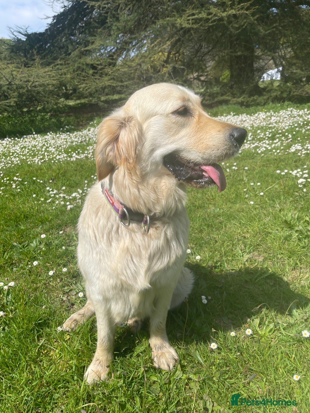 Golden Retriever dogs for sale: Expression of Interest - Golden Retriever Puppies - Image 12