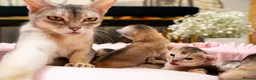 Abyssinian cats for sale: Exceptional Pedigree 6 Abyssinians-Super Friendly - Advert 25