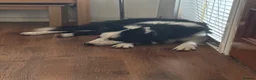 Border Collie dogs for stud: Rock  - Advert 10