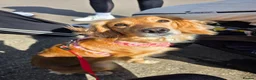 Mixed Breed dogs for sale: Golden girl for rehome - Advert 2