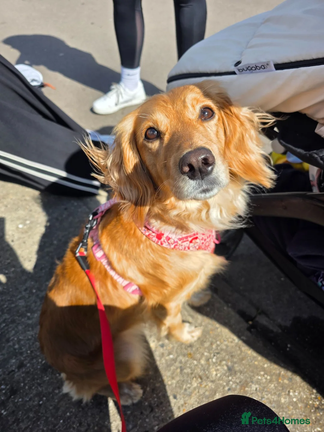 Mixed Breed dogs for sale: Golden girl for rehome - Advert 2