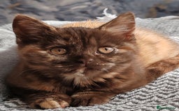 British Shorthair cats for sale: British shorthair kittens  - Image 1
