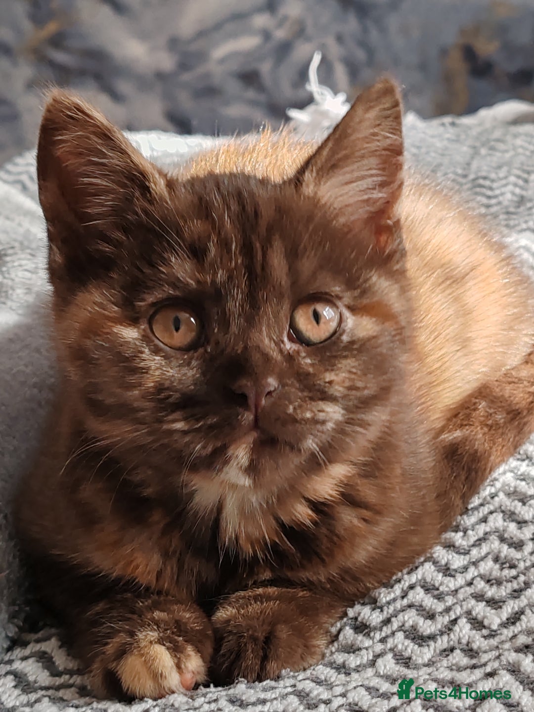 British Shorthair cats for sale: British shorthair kittens  - Image 1