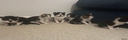 Mixed Breed cats for sale: Stunning playful kittens x 7  - Advert 1