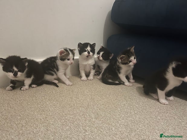 Mixed Breed cats - Advert 11