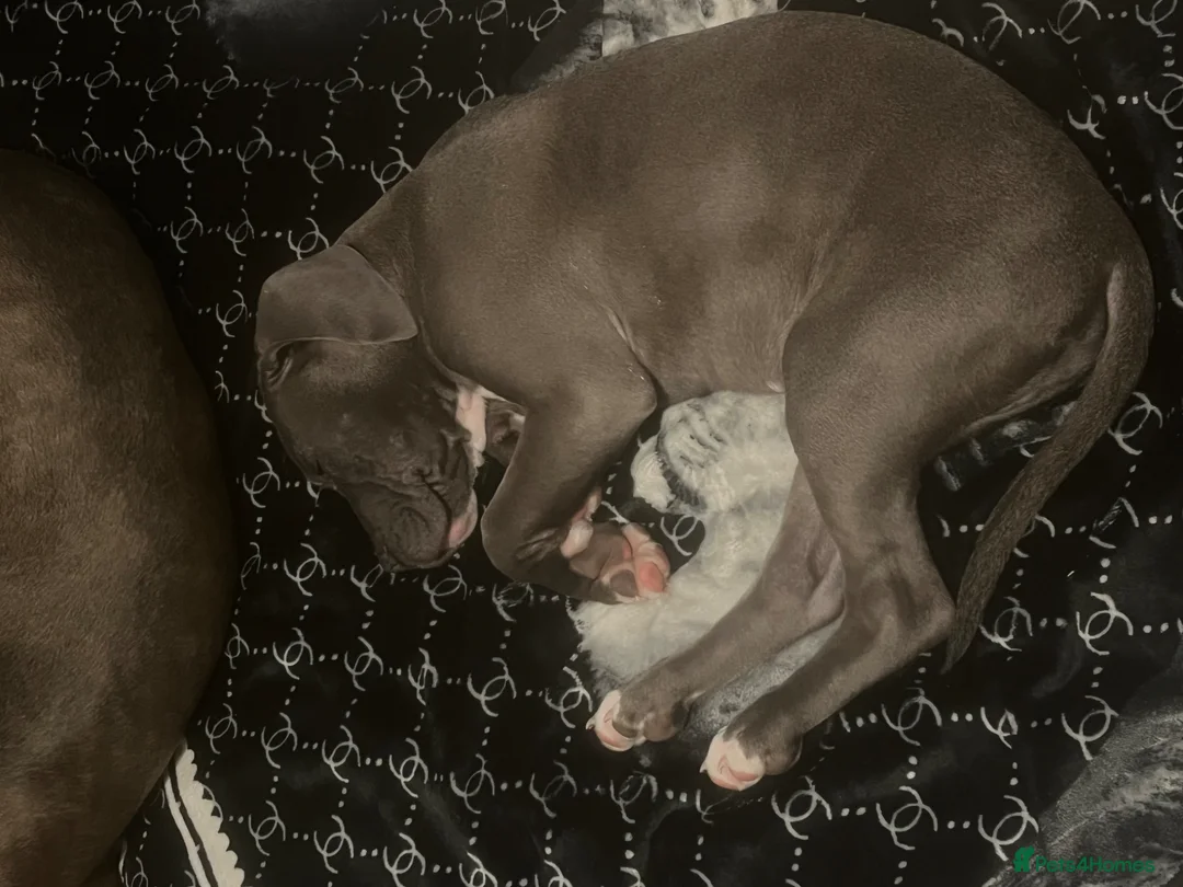 Mixed Breed dogs for sale: Staff x cane Corso  - Advert 9